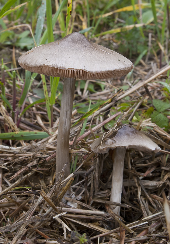 Volvariella gloiocephala